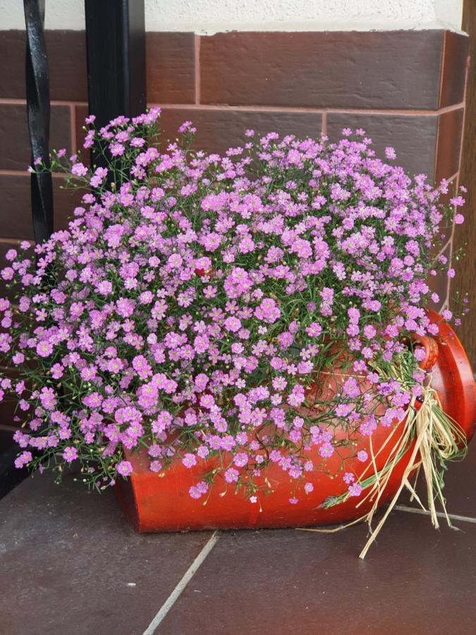 Smiley Flowers سيبيو المظهر الخارجي الصورة
